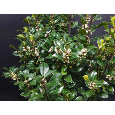 Ostrokrzew Hecken star (Ilex meserveae)